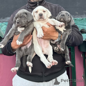 Photo №1. cane corso - for sale in the city of Magdeburg | negotiated | Announcement № 176442