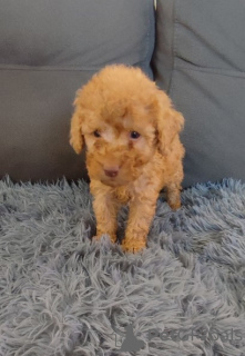 Photo №2 to announcement № 128097 for the sale of poodle (toy) - buy in Serbia 