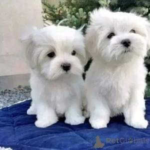 Photo №1.  - for sale in the city of Lisbon | 774$ | Announcement № 160477