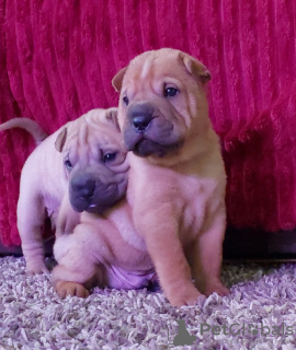 Additional photos: Shar Pei babies