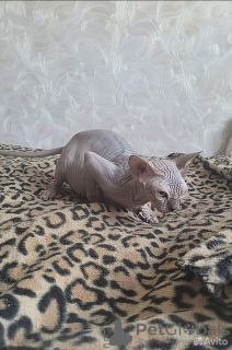 Photo №4. I will sell sphynx-katze in the city of Vladimir. private announcement, breeder - price - negotiated