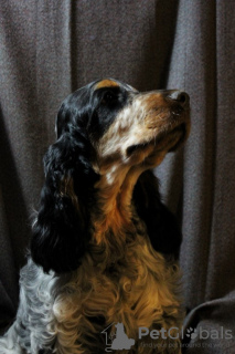 Additional photos: Puppies of the English Cocker Spaniel