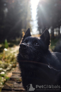 Additional photos: Schipperke Venya is looking for a home.