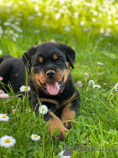 Photo №3. Rottweiler puppies for sale. Belarus