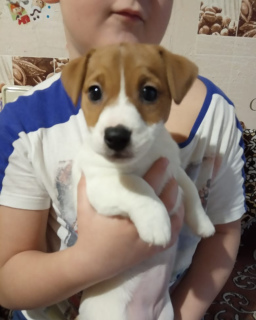 Photo №3. Kennel RKF / FCI offers charming puppies Jack Russell Terrier. Girls, Dr.. Russian Federation