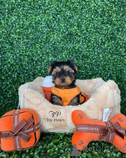 Photo №2 to announcement № 160054 for the sale of yorkshire terrier - buy in Germany 