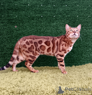 Photo №1. bengal cat - for sale in the city of Ufa | 710$ | Announcement № 150612