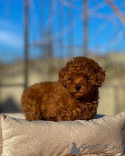 Photo №2 to announcement № 155844 for the sale of poodle (toy) - buy in Germany breeder