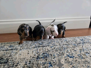 Photo №1. dachshund - for sale in the city of Helsinki | 1548$ | Announcement № 163148