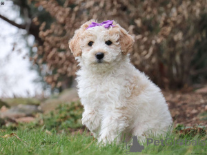 Photo №3. KC registered poodle. Puerto Rico