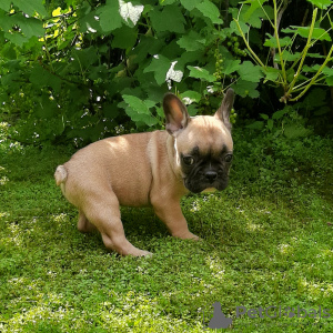 Photo №4. I will sell french bulldog in the city of Novosibirsk. private announcement - price - 276$