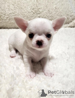 Photo №2 to announcement № 94651 for the sale of chihuahua - buy in Serbia breeder