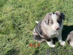 Photo №2 to announcement № 152376 for the sale of border terrier - buy in United States breeder