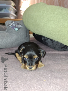 Photo №4. I will sell beaver yorkshire terrier, yorkshire terrier in the city of Helsinki. private announcement, from nursery, breeder - price - 671$