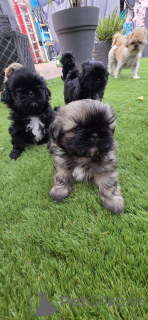 Photo №1. shih tzu - for sale in the city of Brussels | 723$ | Announcement № 160921