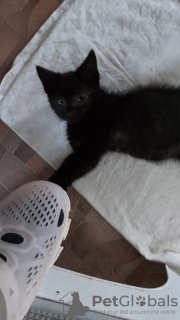 Additional photos: Kitten as a gift