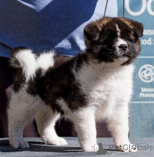 Photo №4. I will sell akita in the city of Belgrade.  - price - negotiated