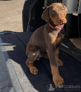 Photo №2 to announcement № 63284 for the sale of dobermann - buy in Poland private announcement