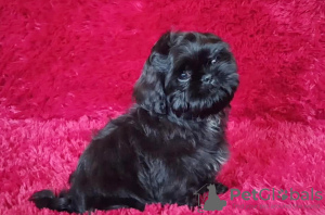 Photo №1. shih tzu - for sale in the city of Долинская | negotiated | Announcement № 51361