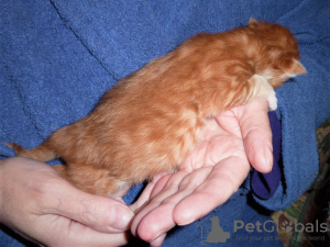 Photo №4. I will sell maine coon in the city of Heilbronn. private announcement, breeder - price - 317$