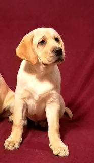 Photo №1. labrador retriever - for sale in the city of Kremenchug | Negotiated | Announcement № 4260