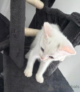 Photo №1. turkish angora - for sale in the city of Trousers | 361$ | Announcement № 178049