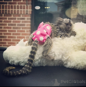 Photo №3. Marmoset Monkey. United States