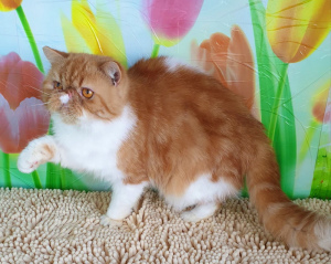 Photo №1. exotic shorthair - for sale in the city of Tiraspol | 217$ | Announcement № 5677