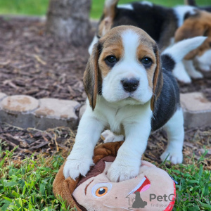 Additional photos: beagle puppies