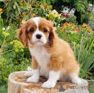 Photo №2 to announcement № 155453 for the sale of cavalier king charles spaniel - buy in Iceland private announcement