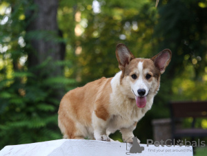 Photo №4. I will sell welsh corgi in the city of Dnipro. breeder - price - 1005$