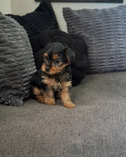 Photo №3. Yorkie Puppies Ready for Loving Homes. Business WhatsApp 4915781334108. Lithuania