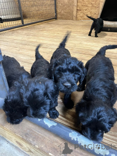 Photo №1. portuguese water dog - for sale in the city of Amsterdam | 700$ | Announcement № 163883