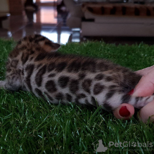 Photo №1. bengal cat - for sale in the city of Москва | 1200$ | Announcement № 9726