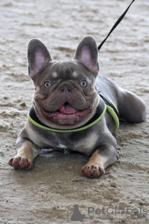 Photo №2. Mating service french bulldog. Price - negotiated