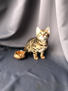Photo №1. bengal cat - for sale in the city of Saarbrücken | negotiated | Announcement № 140729