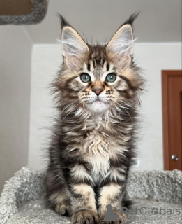 Photo №2 to announcement № 116305 for the sale of maine coon - buy in Switzerland private announcement