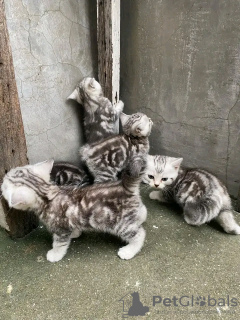 Photo №3. Healthy cute adorable Maine coon kittens available now for sell. Germany