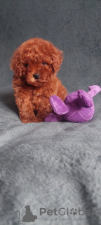 Additional photos: Three boys Toy poodle (Toy poodle, zwergpudel, pudl toy) FCI