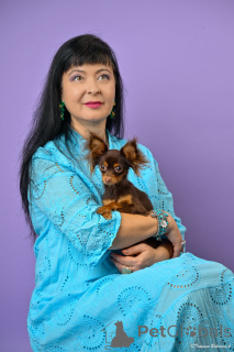 Photo №4. I will sell russkiy toy in the city of Haifa. from nursery - price - 2000$