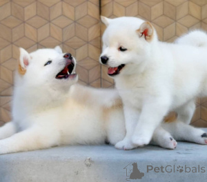Photo №3. Japanese Shiba Inu Puppies.. Sweden