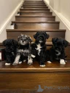 Photo №1. schnauzer - for sale in the city of Paris | 723$ | Announcement № 166766