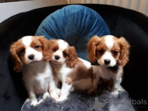 Photo №1. cavalier king charles spaniel - for sale in the city of Golčův jeníkov | negotiated | Announcement № 170705