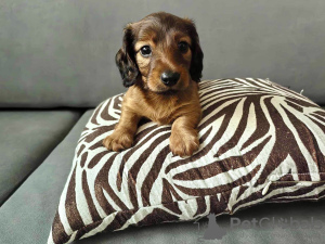 Additional photos: Miniature longhaired dachshund