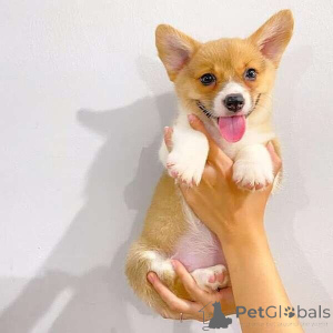 Photo №1. welsh corgi - for sale in the city of Achaern | negotiated | Announcement № 169306