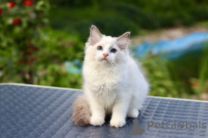 Photo №2 to announcement № 121524 for the sale of ragdoll - buy in Australia breeder