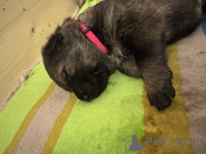 Photo №4. I will sell german shepherd in the city of Květnice.  - price - Is free