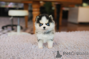 Photo №3. Dean Janet Kay puppies house. United States