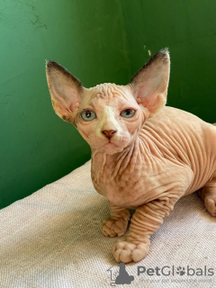 Photo №2 to announcement № 31164 for the sale of sphynx-katze - buy in Russian Federation private announcement