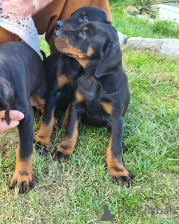 Photo №2 to announcement № 10259 for the sale of dobermann - buy in Romania 